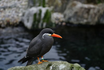 Close-up of bird perching on rock