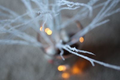 Close-up of frozen plant at night