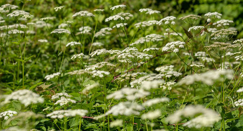 Close-up of white flowers on field