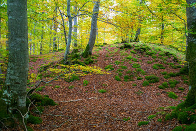 View of trees in forest