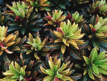 Full frame shot of plants