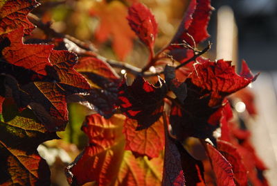 Close-up of red maple leaves