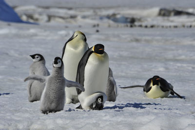 View of birds on frozen land