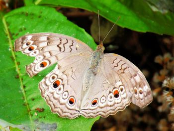 Close-up of butterfly on leaf