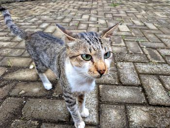 High angle and closeup view of gray cat looking away on street 