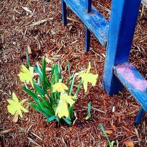 Close-up of cactus plant