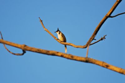 Low angle view of bird perching on branch against clear blue sky