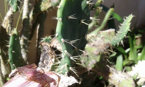 Close-up of cactus plant