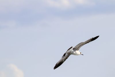 Low angle view of seagull flying