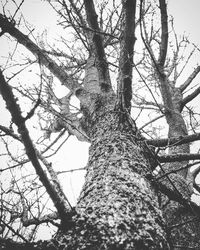 Low angle view of tree against sky