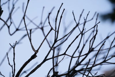 Close-up of bare tree against clear sky