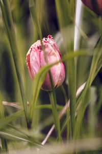 Close-up of pink flowering plant