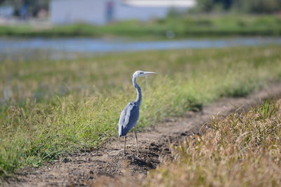 Gray heron on field