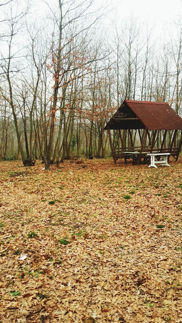 architecture, built structure, bare tree, building exterior, tree, house, sky, branch, residential structure, autumn, dry, tranquility, nature, day, outdoors, no people, abandoned, residential building, field, hut