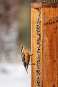 Close-up of bird perching on wood