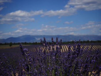 Purple lavender flowering plants on field against sky