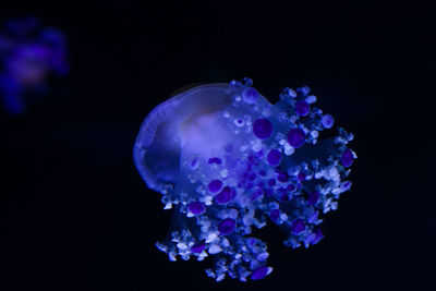 Close-up of blue water against black background