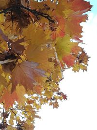 Low angle view of maple tree against sky