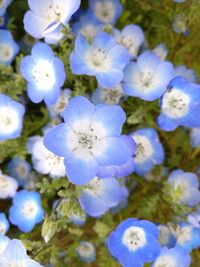 Close-up of blue flowers