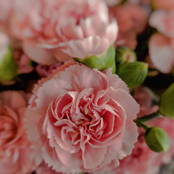 Close-up of rose bouquet