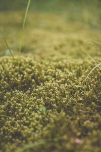 Close-up of grass growing on field