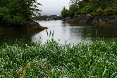 Scenic view of lake