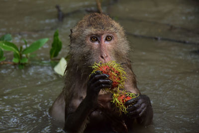 Close-up of monkey eating in lake