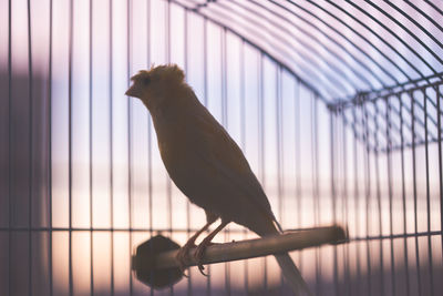 Close-up of bird perching in cage