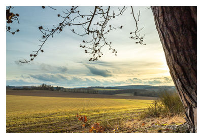 Scenic view of agricultural field against sky