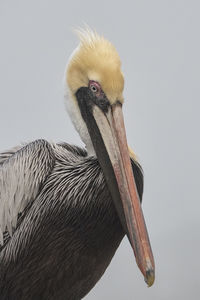 Close-up portrait of a pelican with hair sticking up on top of head