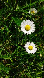 Close-up of white flowers blooming outdoors