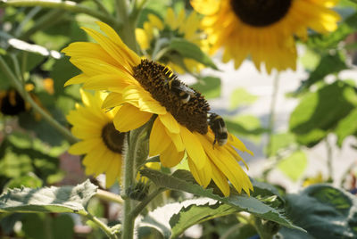 Close-up of honey bee on yellow flower