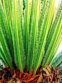 Close-up of fern leaves