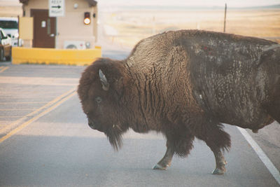 bison