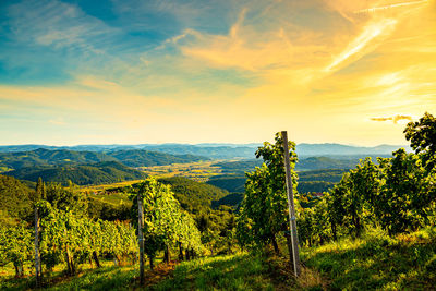 Scenic view of agricultural field against sky during sunset