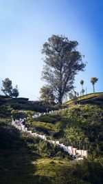 Trees on landscape against clear sky