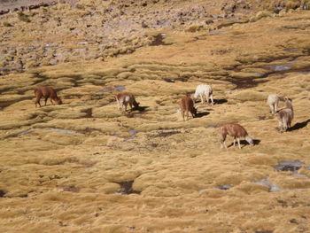 Flock of sheep in desert