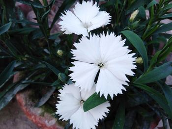 Close-up of white flowering plant