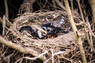 High angle view of birds in nest