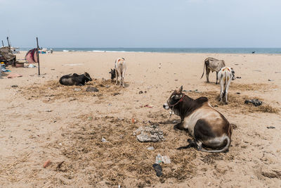 Horses on beach