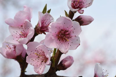 Close-up of pink flowers blooming on tree