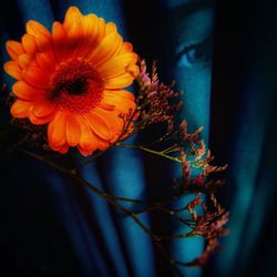 Close-up of orange flowers blooming outdoors