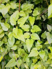 High angle view of leaves in water