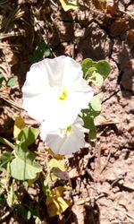 Close-up of white flowers blooming outdoors