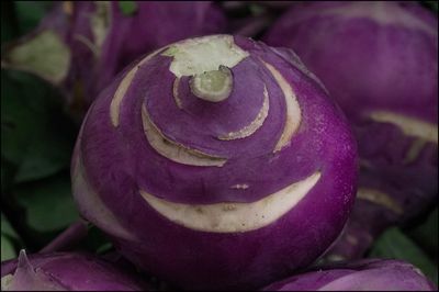 Close-up of purple flower