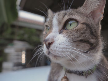 Close-up of a cat looking away