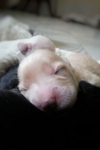 Close-up of puppy sleeping