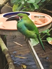 Close-up of parrot perching on plant