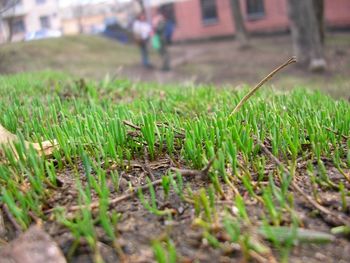 Surface level of grass on field