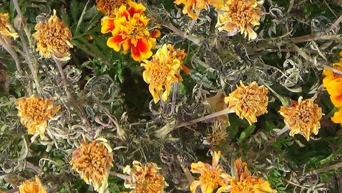 Yellow flowers growing outdoors